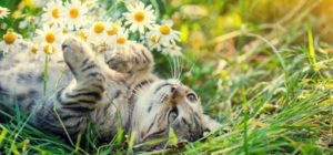 Cat laying among flowers