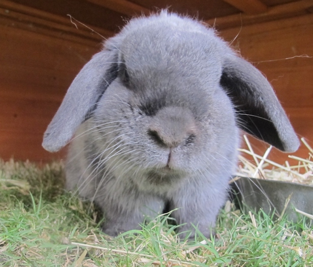 RABBIT VACCINATION ALERT!!