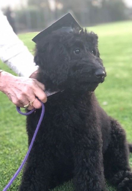 Puppy Graduates February 2019