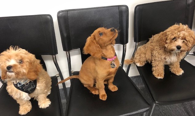 Puppy Graduates June 2019