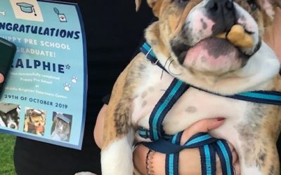 Puppy Preschool Graduates October 2019