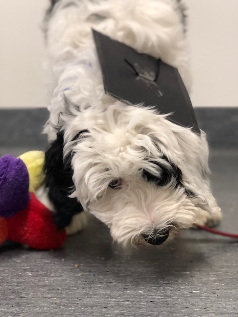 Puppy Preschool Graduates June 2020