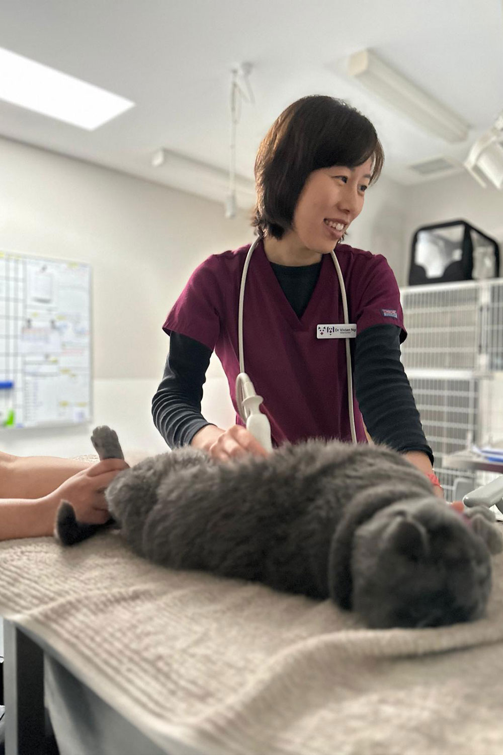 Middle Brighton Vet Centre - Pet Ultrasound